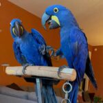 macawbirdsaviary